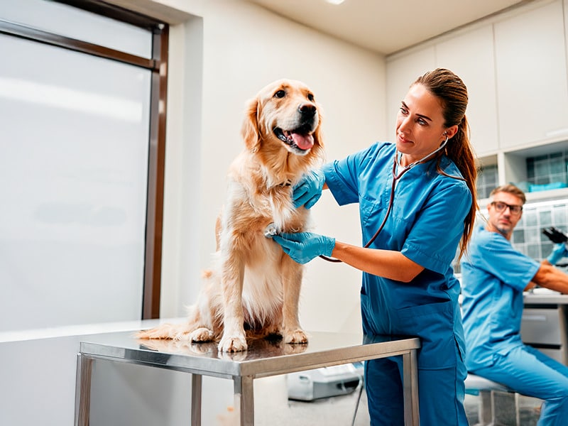 Cuidado veterinário