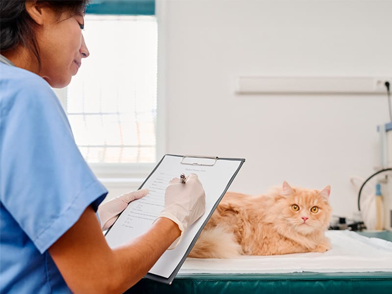 Tecnologia em cuidados veterinários