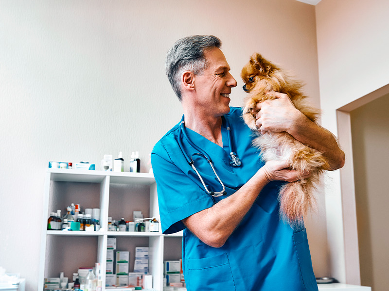 franquia veterinária