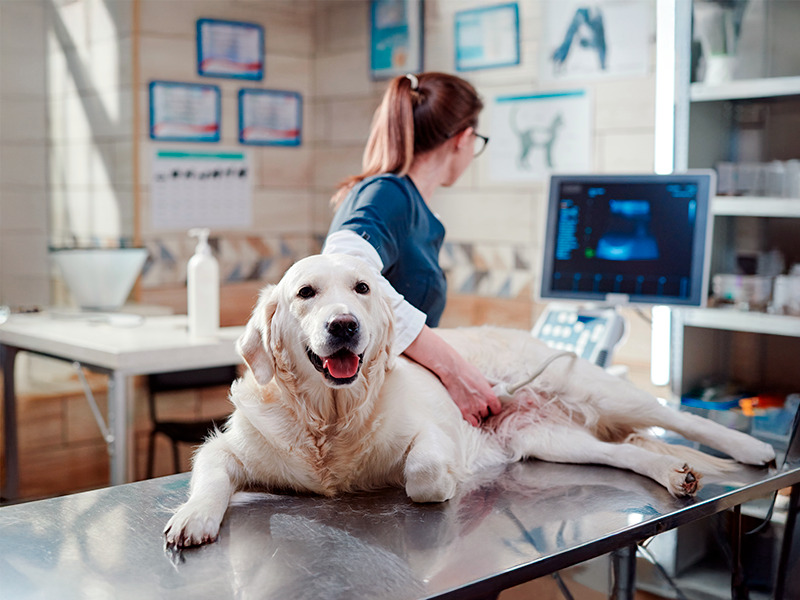 treinamento veterinário