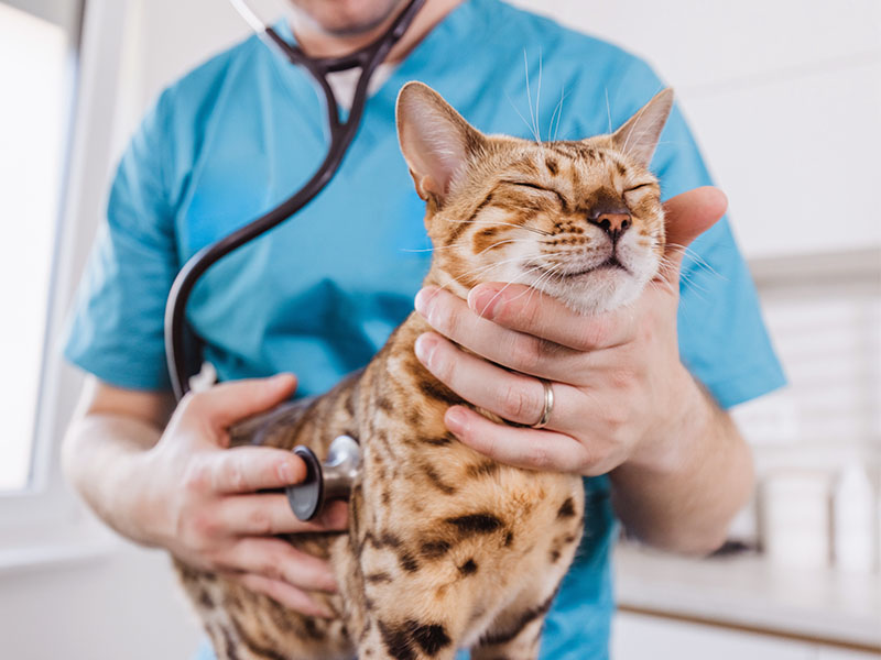 Atendimento veterinário humanizado