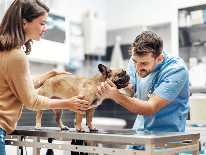 Franquia veterinária