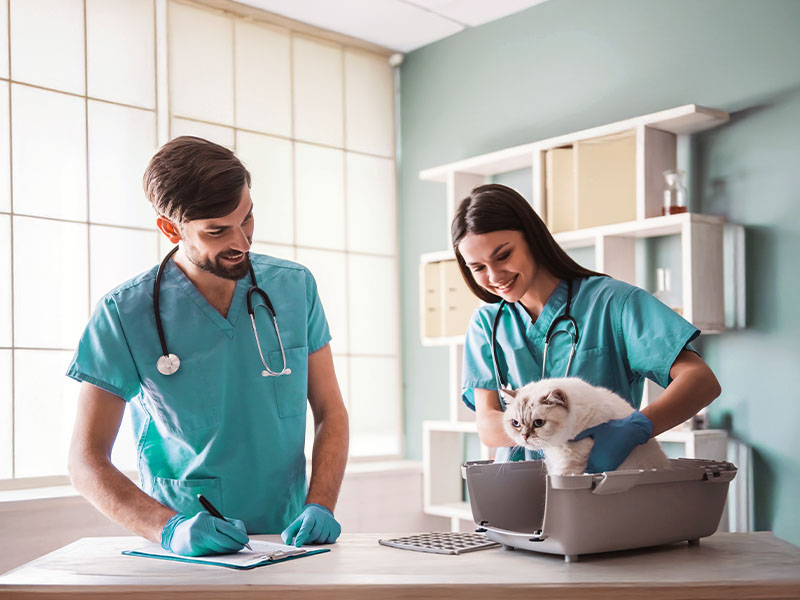 clínica veterinária premium