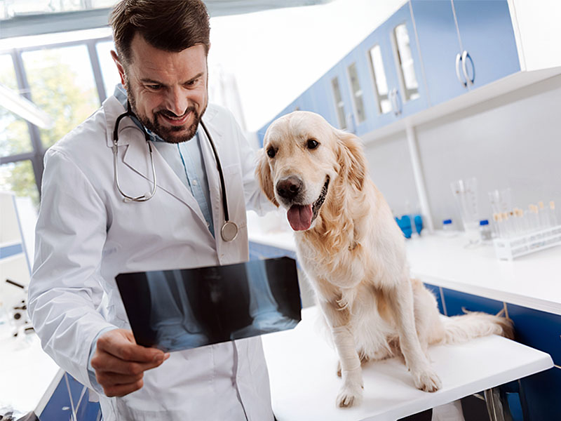 atendimento veterinário humanizado