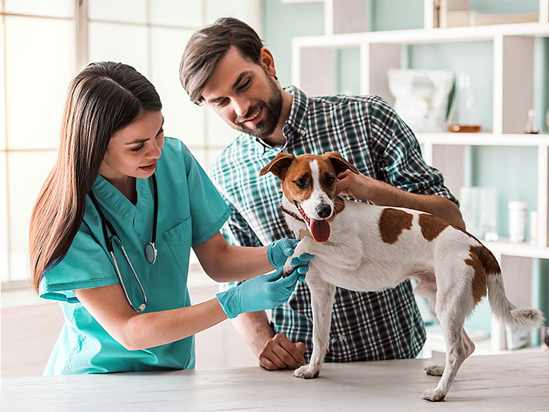 gestão humanizada na veterinária